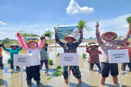 Kendal Gelar Gerakan Menanam Padi Sere