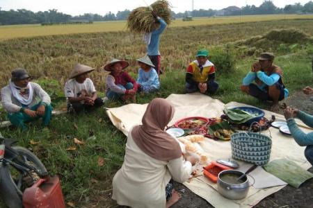 Tradisi Mimiti Sebelum Panen Padi